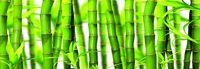 Фартук Зеленый бамбук